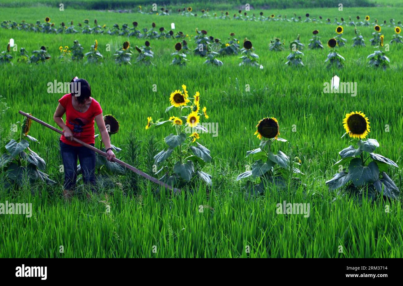 Bildnummer: 60067292 Datum: 08.07.2013 Copyright: imago/Xinhua (130709) -- GUANG AN, (Xinhua) -- Ein Landwirt, der auf dem Feldrücken, auf dem Sonnenblumen gepflanzt werden, im Dorf Zhangkoulou im Kreis Yuechi in der Stadt Guang an, Provinz Sichuan im Südwesten, am 8. Juli 2013 wächst. Die Sonnenblumen können nicht nur das Einkommen der Landwirte erhöhen, sondern auch die Umwelt verbessern und nützliche Insekten anziehen, um schädliche Insekten zu töten, um die Produktion und Qualität der Kulturen zu steigern. (Xinhua/Qiu Haiying) (mt) CHINA-SICHUAN RPOVINCE-AGRICULTURE-SUNFLOWER (CN) PUBLICATIONxNOTxINxCHN Landwirtschaft Sonnenblume xas x0x Stockfoto