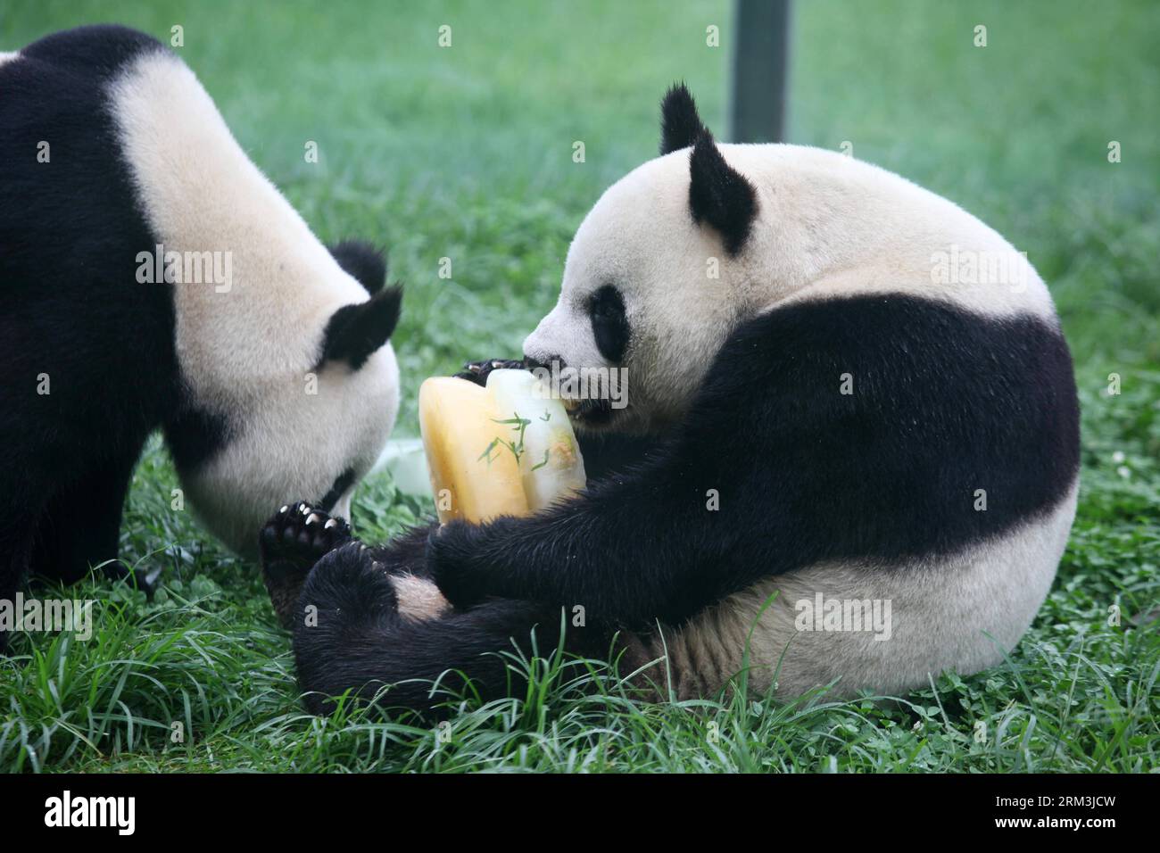 Bildnummer: 60211034 Datum: 26.07.2013 Copyright: imago/Xinhua (130726) -- WEIFANG, 26. Juli 2013 (Xinhua) -- Giant Pandas Qin Chuan (R) und Le Le genießen den Kuchen, der für ihren 5. Geburtstag im Jinbao Park in der Stadt Weifang, ostchinesische Provinz Shandong, am 26. Juli 2013 zubereitet wurde. (Xinhua/Zhang Chi) (ry) CHINA-SHANDONG-WEIFANG-RIESEN-PANDAS (CN) PUBLICATIONxNOTxINxCHN x0x 2013 quer 60211034 Datum 26 07 2013 Copyright Imago XINHUA Weifang Juli 26 2013 XINHUA Giant Pandas Qin Chuan r und Le Enjoy the Cake vorbereitet für ihren 5. Geburtstag IM Jinbao Park in Weifang City East China S Sha Stockfoto