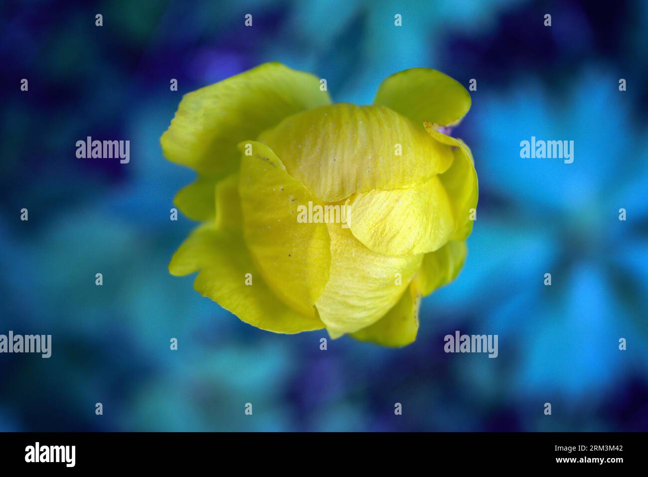 Gelber Trollius europaeus - eng verwandt mit Ranunculus, in der Familie Ranunculaceae. Der gebräuchliche Name einiger Arten ist Globeflower oder Globeblume Stockfoto