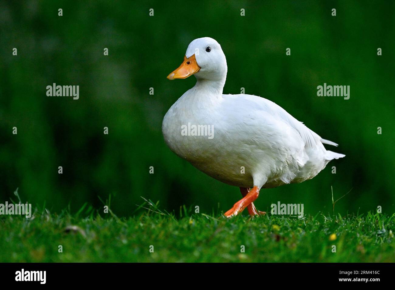 Ein amüsantes Foto von Einer Weißen Ente mit Einer watternden Gangart auf Land. Stockfoto