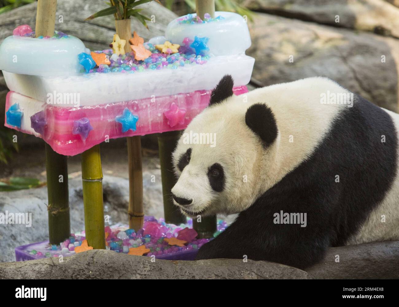 Bildnummer: 60447120 Datum: 07.09.2013 Copyright: imago/Xinhua Giant Panda Bai Yun posiert mit einem Geburtstagskuchen während ihrer 22. Geburtstagsfeier im San Diego Zoo in San Diego, USA, 7. September 2013. Bai Yun wurde kurz vor der Eröffnung des Parks ein 215 Meter hoher Eiskuchen präsentiert. Der Zoo sagte, dass der Kuchen, der vier Wochen brauchte, aus Eis, Bambus, Früchten und Zuckerguss aus pürierter Yamswurst hergestellt wurde. (Xinhua/Zhao Hanrong) (yc) U.S.-PANADA-BIRTHDAY PUBLICATIONxNOTxINxCHN xas x0x 2013 quer Premiere 60447120 Datum 07 09 2013 Copyright Imago XINHUA Giant Panda Bai Y Stockfoto