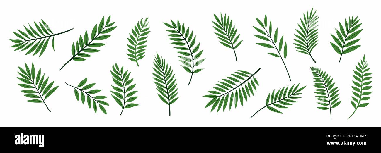 Flacher Vektor Tropische Palme Leaves Symbolgruppe Isoliert. Tropisches exotisches Laub, Zweig mit Blättern, Tree Twig Collection. Dekoratives Tropisches Blattdesign Stock Vektor