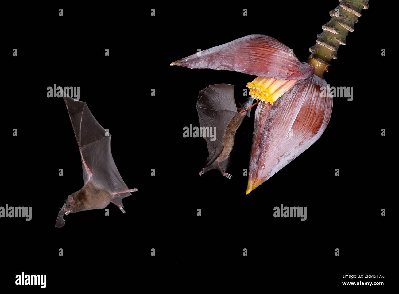 Die nachtaktiven Bestäuber der Natur, die Blattnasen-Fledermäuse, schlürfen Nektar aus einer Bananenblüte in Costa Rica Stockfoto