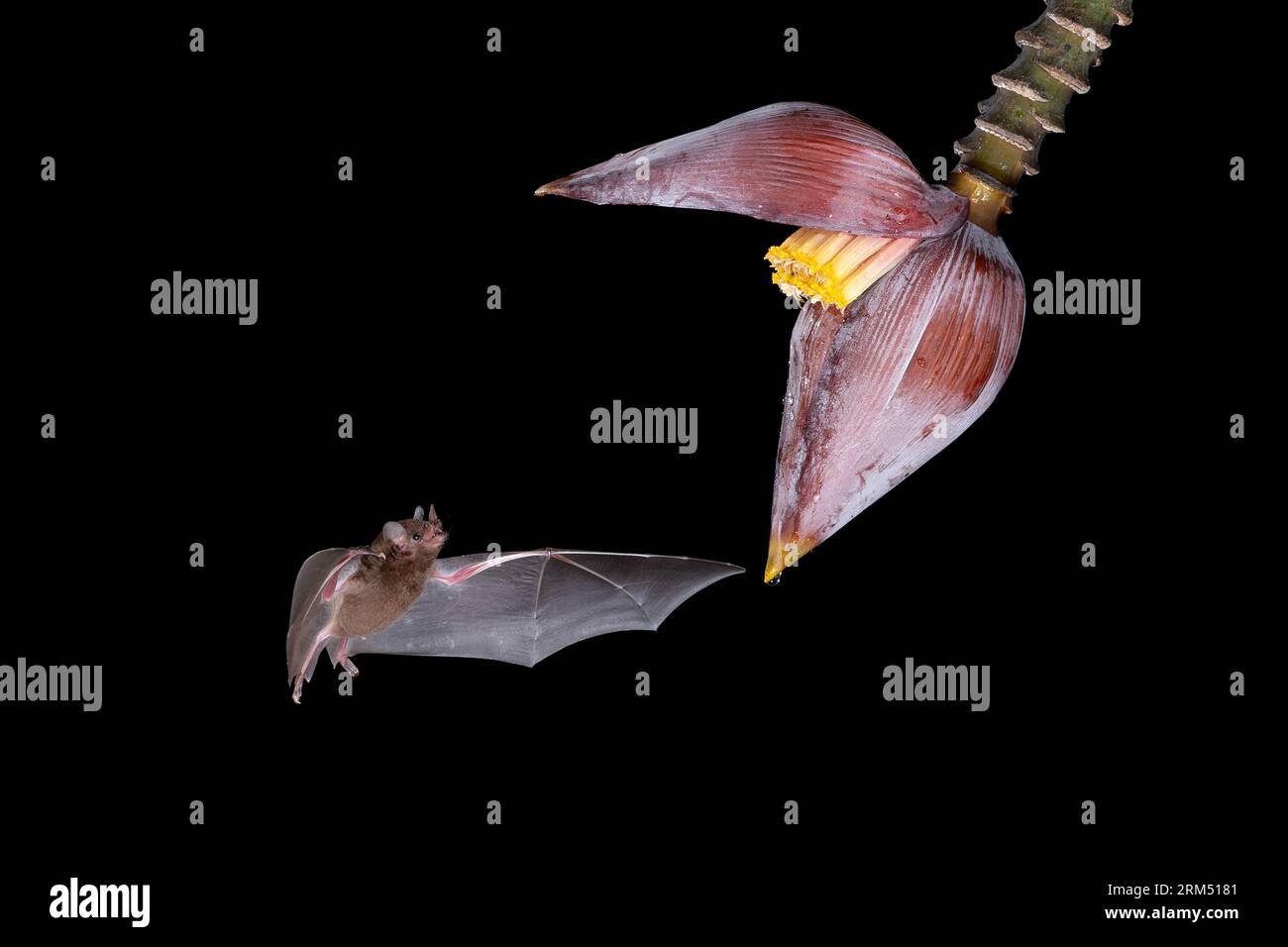 Die nachtaktiven Bestäuber der Natur, die Blattnasen-Fledermäuse, schlürfen Nektar aus einer Bananenblüte in Costa Rica Stockfoto