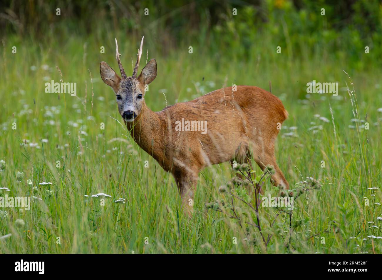 Rehbock auf der Wiese Stockfoto