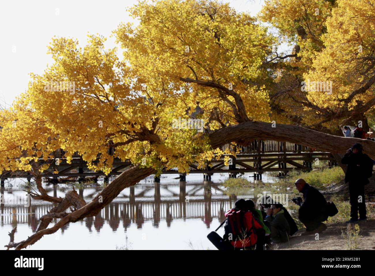 Bildnummer: 60554625 Datum: 02.10.2013 Copyright: imago/Xinhua HOHHOT, 2. Oktober 2013 - Fotografieren Sie die Landschaft im Euphrates Poplar Nature Reserve in Ejin qi, Nordchina's Inner Mongolia Autonomous Region, 2. Oktober 2013. Das Euphrates Poplar Nature Reserve zog viele Touristen während der 7-tägigen Nationalfeiertage ab dem 1. Oktober an. (Xinhua/Li Mingfang) (zwx) CHINA-INNER MONGOLEI-EUPHRATES PAPPEL NATURE RESERVE(CN) PUBLICATIONxNOTxINxCHN xns x0x 2013 quer 60554625 Datum 02 10 2013 Copyright Imago XINHUA Hohhot OCT 2 2013 Fotografieren Sie die Landschaft AM Euphrat Popla Stockfoto