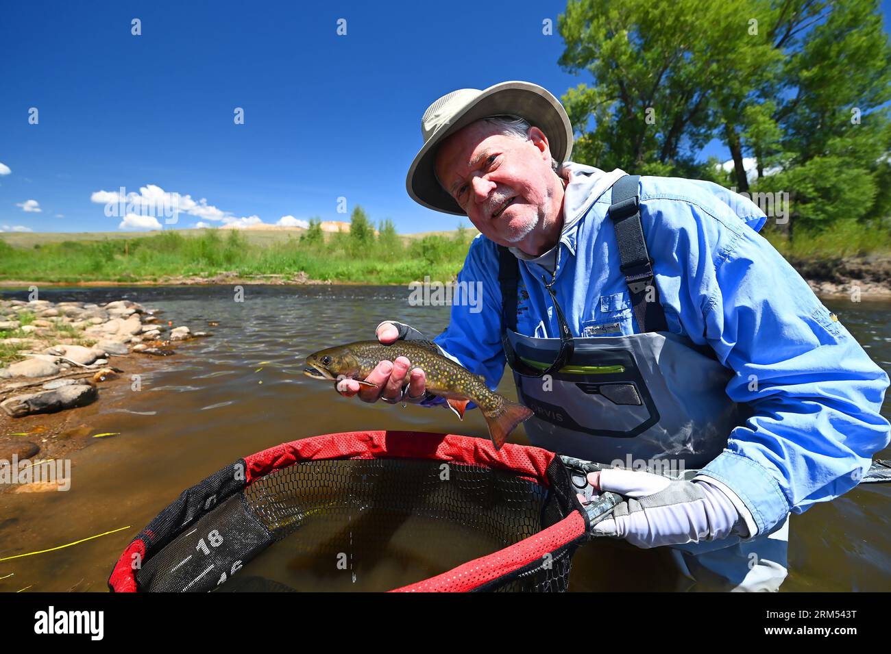 Ein Angler hebt eine große Bachforelle, die vom Fraser River im Grand County von Colorado gefangen und freigelassen wird! Stockfoto