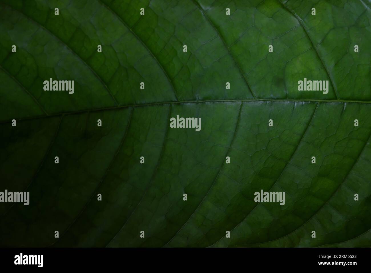 Hintergrund mit tiefgrünem Kakaoblatt. Natürliches Muster. Stockfoto