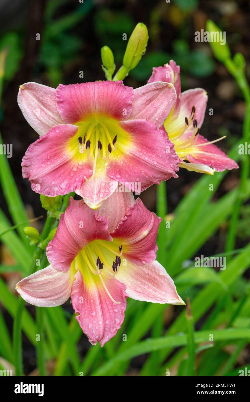 "Final Touch" Daylily, Daglilja (Hemerocallis) Stockfoto