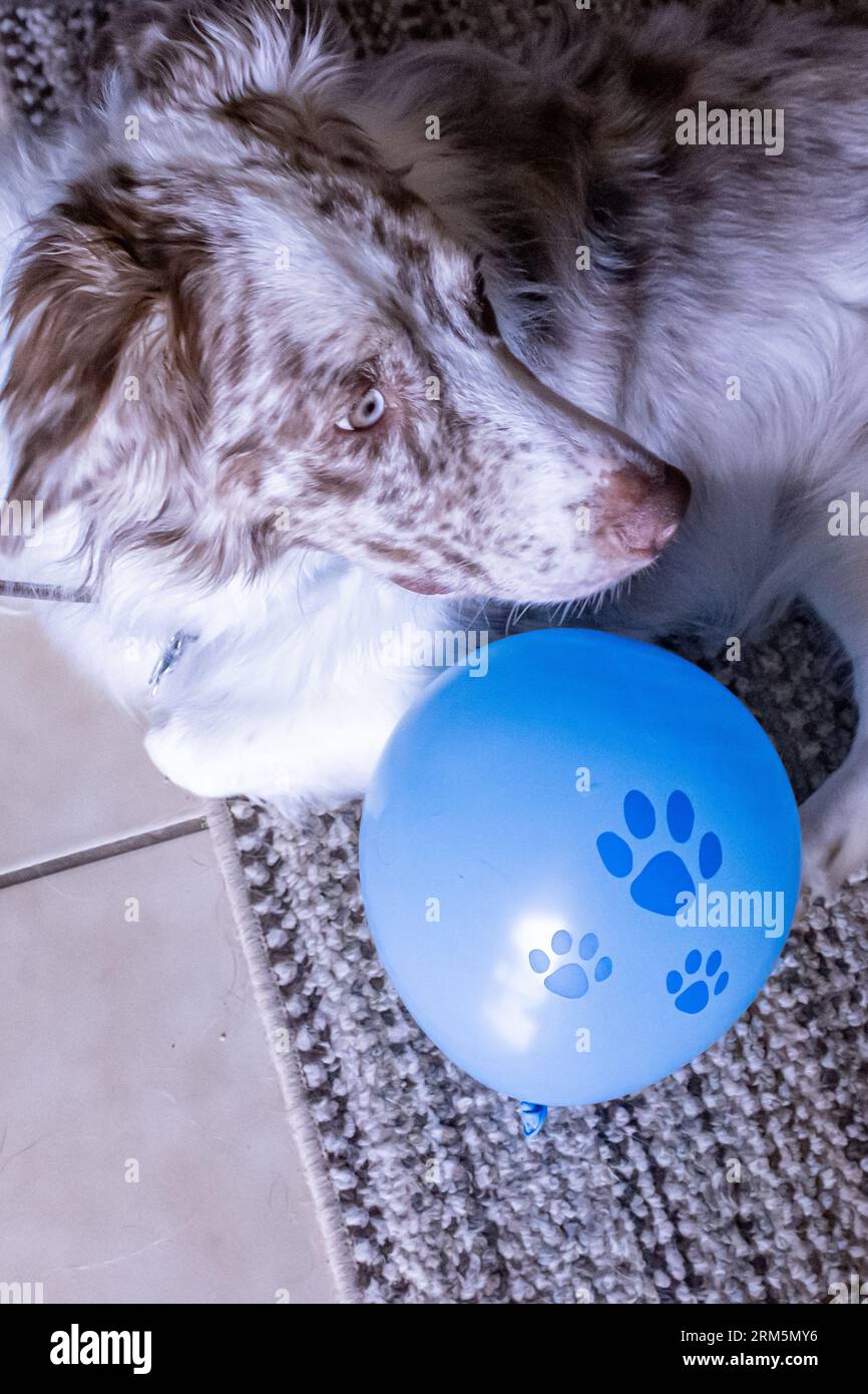 Entzückendes Hundebaby und Ballon Stockfoto