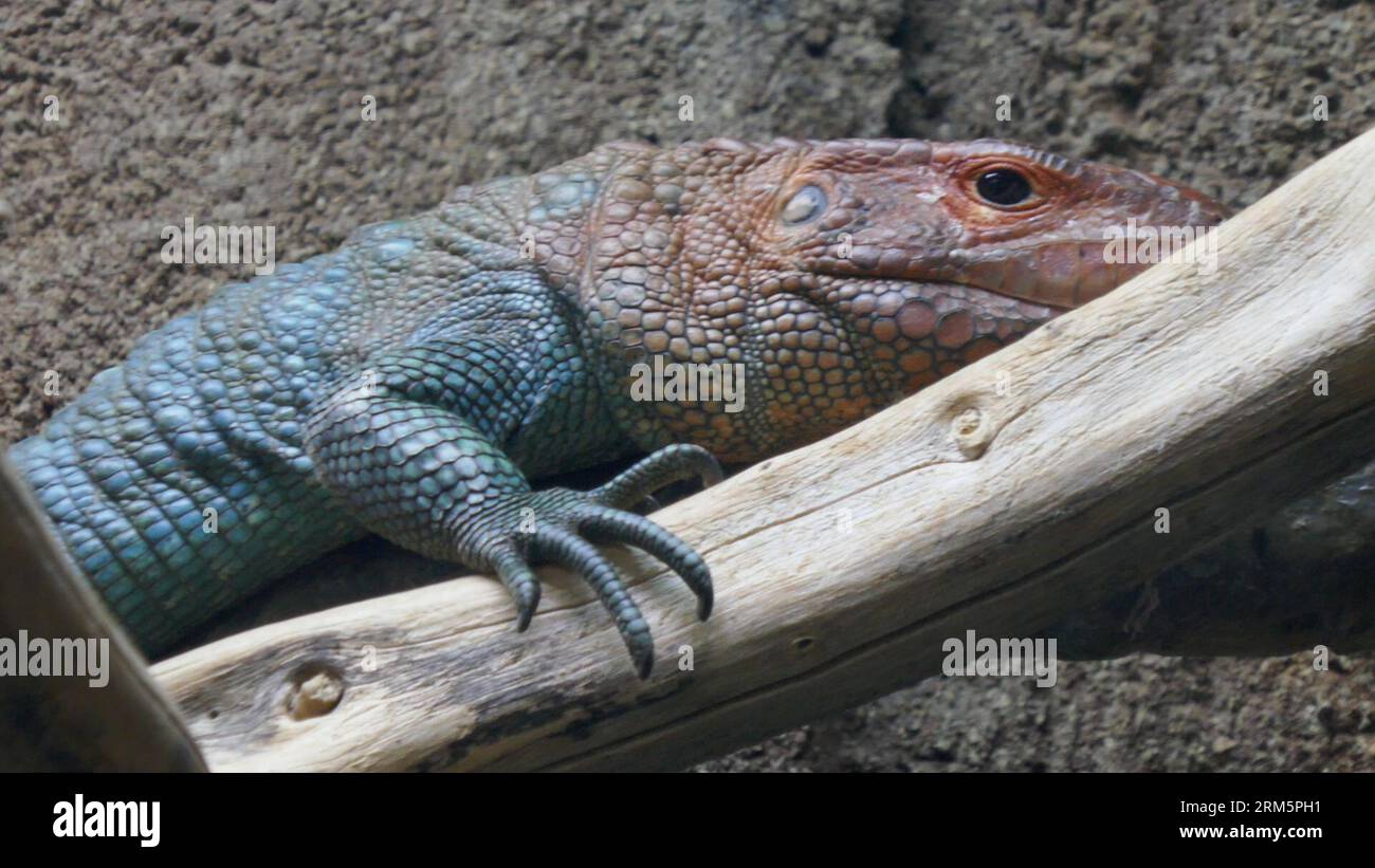 Los Angeles, Kalifornien, USA 25. August 2023 Caiman Lizard im Rainforest of the Americas im LA Zoo am 25. August 2023 in Los Angeles, Kalifornien, USA. Foto von Barry King/Alamy Stock Photo Stockfoto