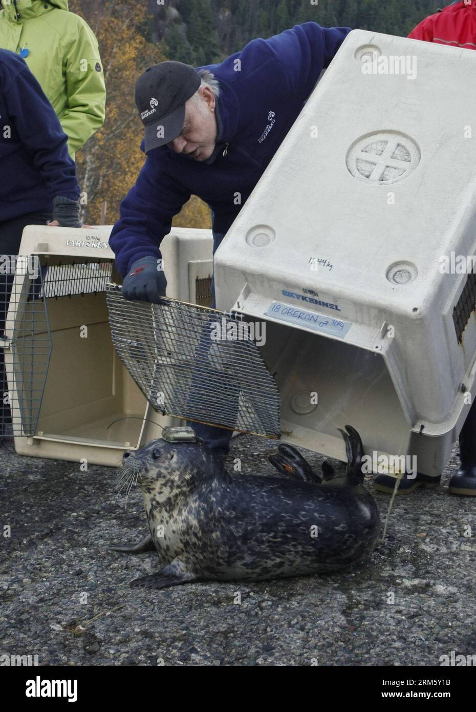 Bildnummer: 60738541 Datum: 20.06.2013 Copyright: imago/Xinhua VANCOUVER, 20. November 2013 (Xinhua) -- Ein Freiwilliger hilft einem rehabilitierten Hafensiegel, der mit einem Satellitenschild auf seinem Kopf zurück ins Wasser in Porteau Cove, Kanada, 20. November 2013 ausgestattet ist. Das Mammal Rescue Team von Vancouver Aquarium hat sieben gerettete Seehunde wieder in die Wildnis geschickt, von denen fünf mit Satellitensendern ausgestattet sind, die der Marine Säugetier-Rettungsstation Informationen darüber geben, wo die Robben hingehen und wie sie nach ihrer Rückkehr in die Wildnis Verfahren. (Xinhua/Liang Sen) (ZW) CANADA-VANCOUVER-SEAL-RELEASE PUBLICA Stockfoto