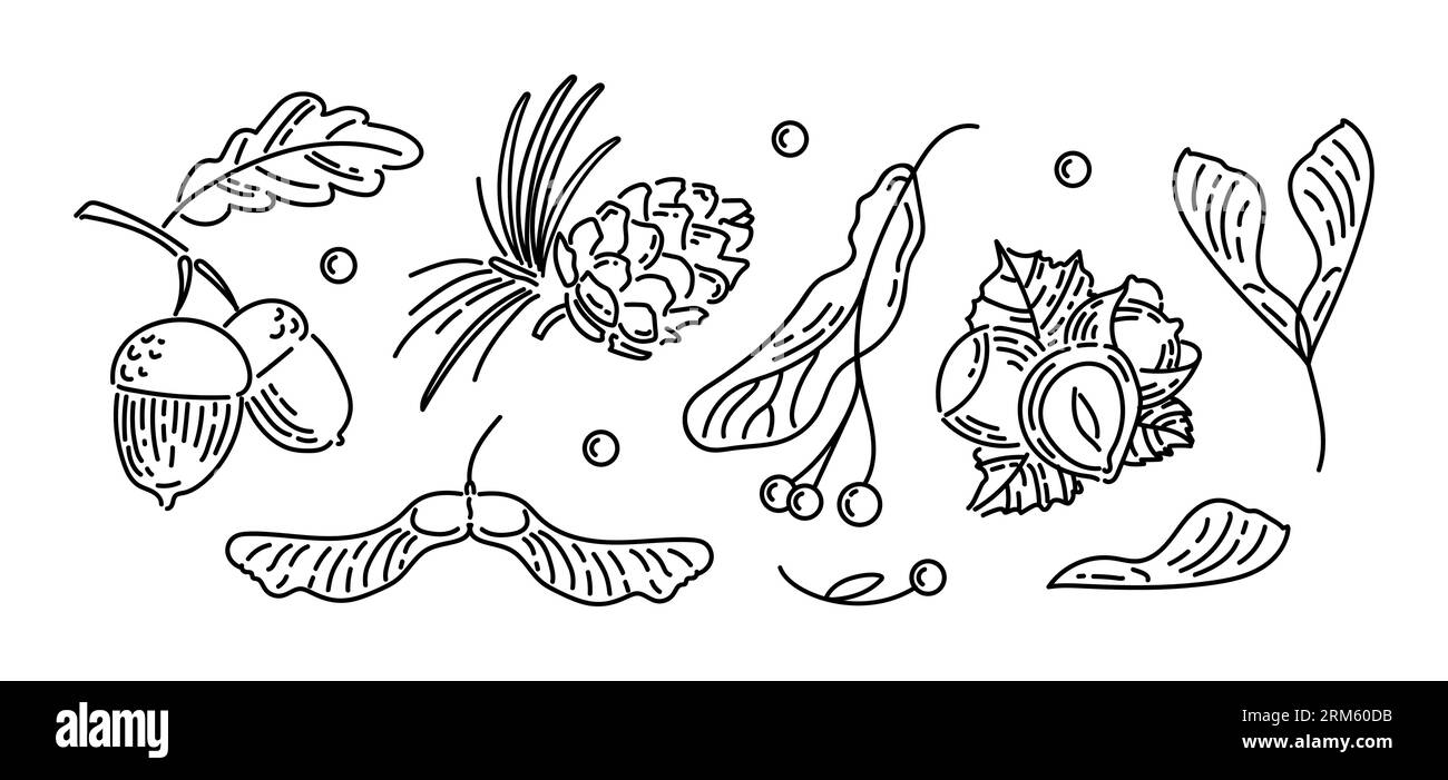 Set mit Vintage-Ikonen aus Herbstnüssen und -Samen. Eicheln mit Blättern, Zedernkegel, Lindenkerne, Haselnüsse, Ahornlöwenkerne. Doodle-Stil. Für Klebestift Stock Vektor