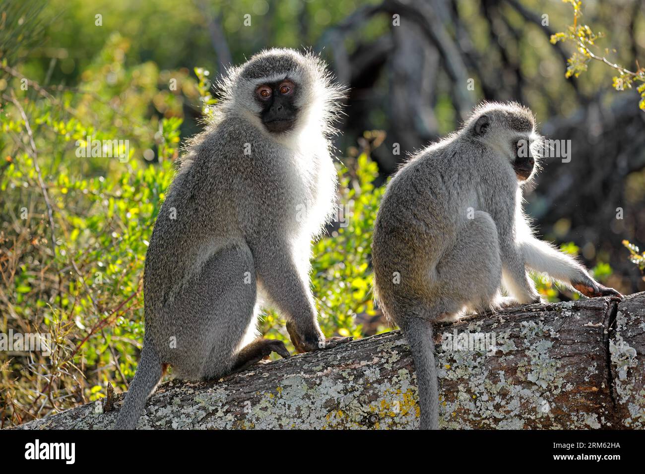 Ein Paar Vervet-Affen (Cercopithecus aethiops), die in einem Baum in Südafrika sitzen Stockfoto