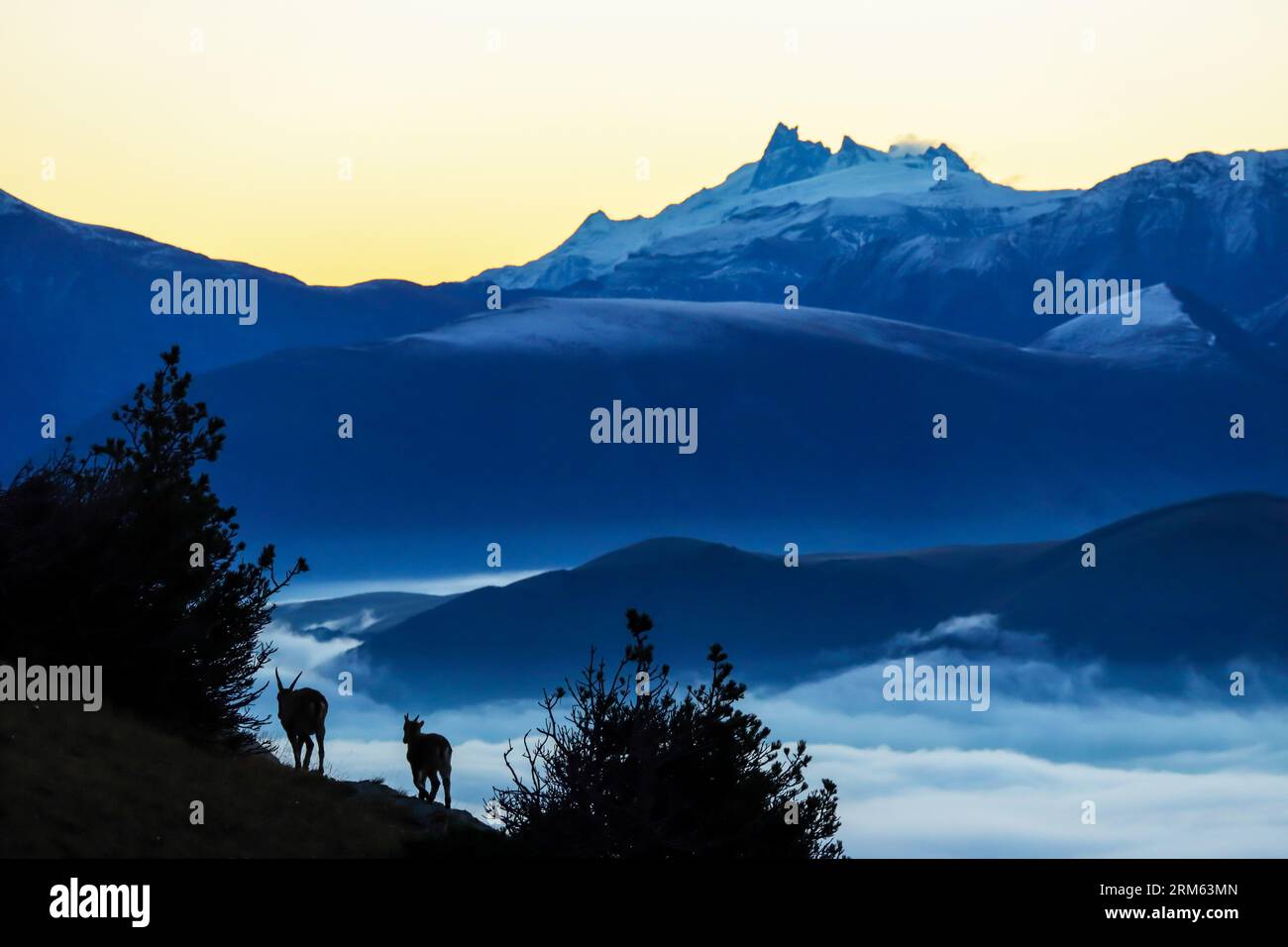 FRANKREICH. ISERE (38). VERCORS NATURPARK. VERCORS IBEX UND IN DER FERNE DAS ECRINS-MASSIV UND DER GIPFEL VON LA MEIJE (3984 M) Stockfoto