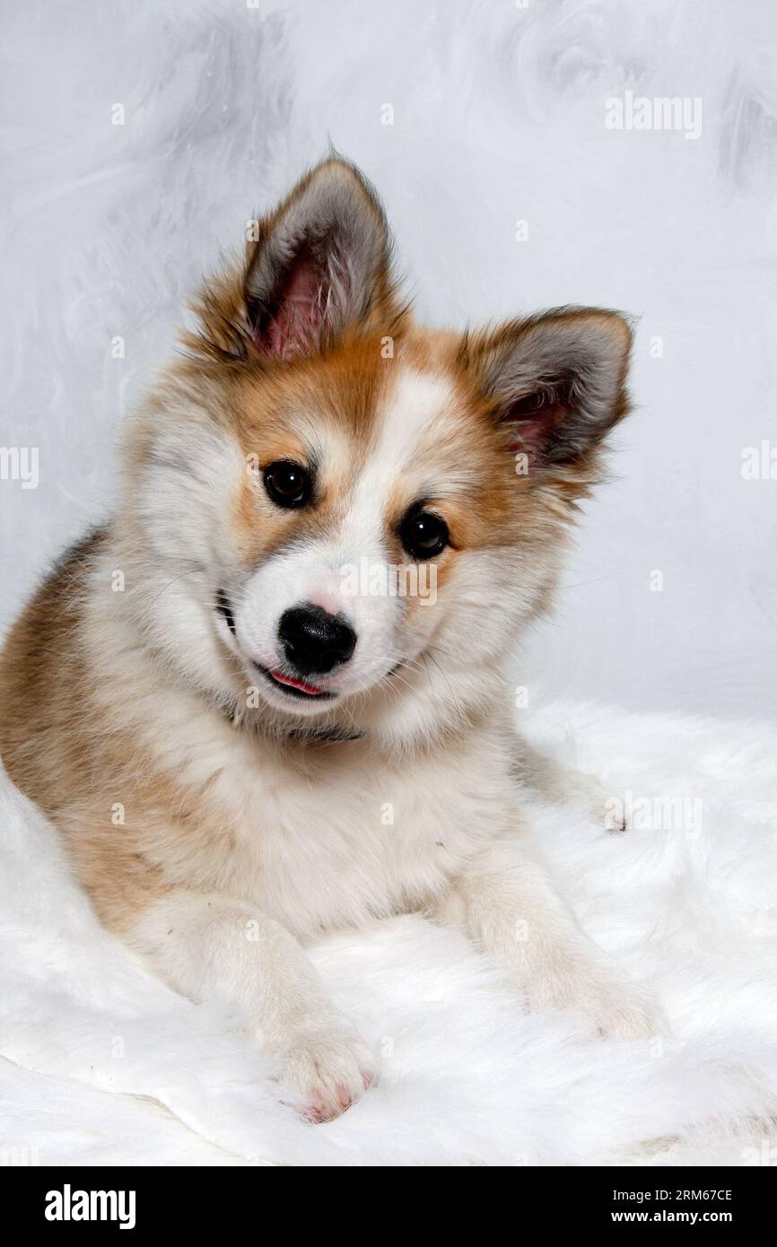 Der norwegische Lundhund ruht sich aus und schaut in die Camara. Manche nennen es auch einen norwegischen Puffinhund. Stockfoto