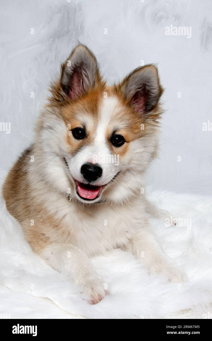 Der norwegische Lundhund ruht sich aus und schaut in die Camara. Manche nennen es auch einen norwegischen Puffinhund. Stockfoto