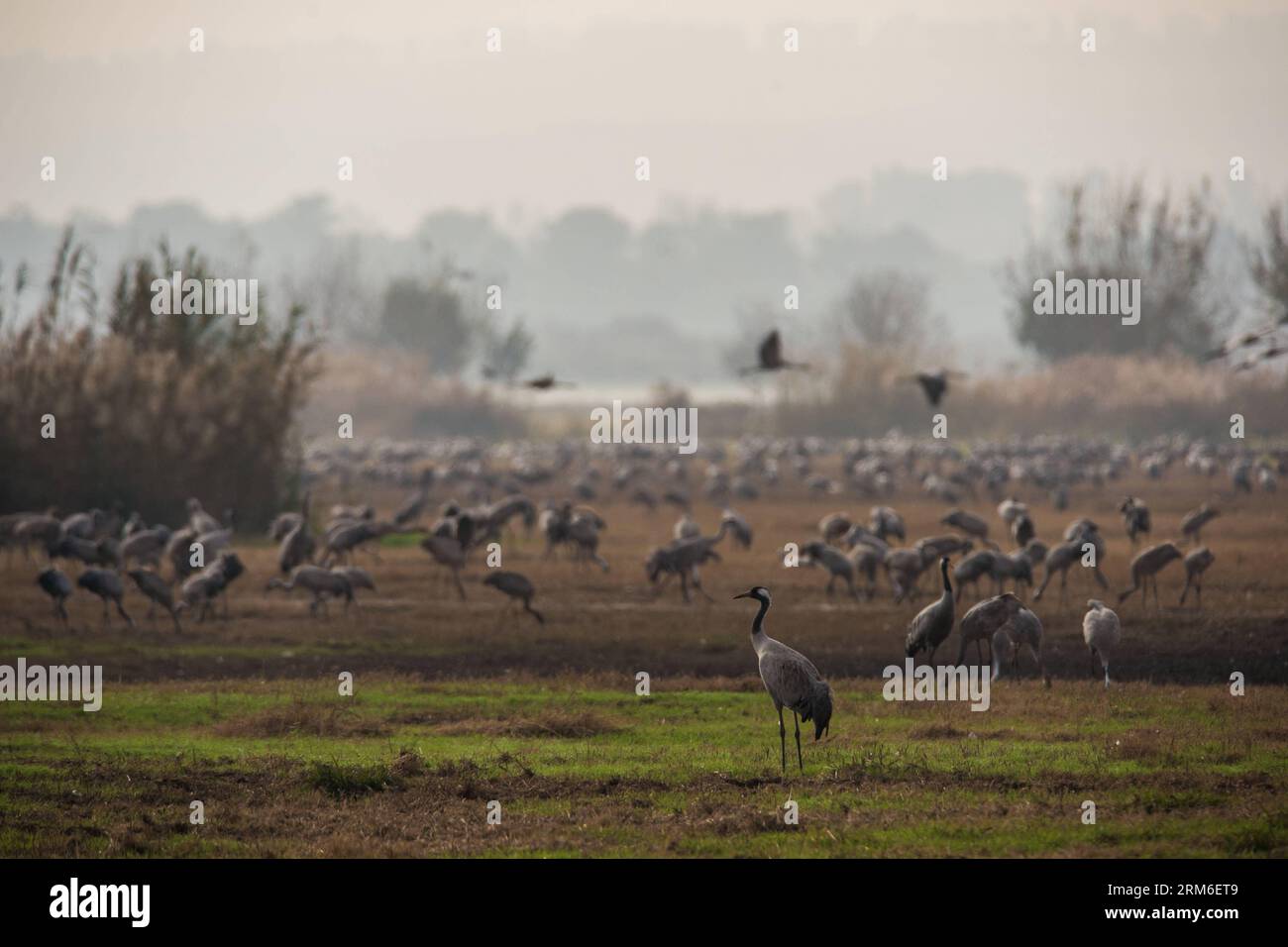 HULA VALLEY (ISRAEL), 6. Januar 2014 (Xinhua) -- Kraniche werden am 6. Januar 2014 im Agamon Hula Ornithology and Nature Park im Herzen des Hula Valley im Norden Israels gesehen. Während jeder Zugsaison (Herbst und Frühjahr) ziehen über 500 Millionen Vögel von mehr als 400 Arten am Himmel über dem Agamon Hula Ornithologie- und Naturpark. Tausende bleiben hier im Winter, und andere nisten hier im Frühling und Sommer. (Xinhua/Li Rui) MIDEAST-AGAMON HULA ORNITHOLOGIE UND NATUR PARK-ZUGVÖGEL PUBLICATIONxNOTxINxCHN HULA Valley Israel Jan 6 2014 XINHUA com Stockfoto