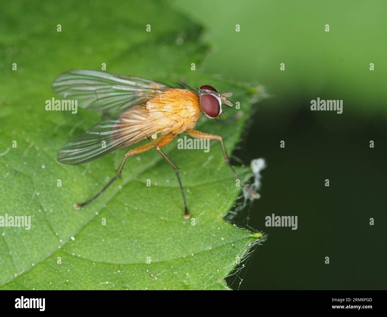 Makrofotografie einer orange-gelben Fliege, möglicherweise Leskiini Stockfoto