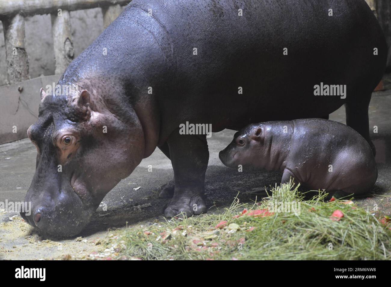 (140123) -- ÜRÜMQI, 22. Januar 2014 (Xinhua) -- Hippopotamus Ning Ning wohnt mit seinem Neugeborenen im Tianshan Wildlife Zoo in Ürümqi, der Hauptstadt der autonomen Region Xinjiang Uygur im Nordwesten Chinas, 22. Januar 2014. Ning Ning, der acht Jahre alt ist, hat am 28. Dezember 2013 ein weibliches Nilpferd zur Welt gebracht. Fast drei Jahrzehnte vor der Geburt des kleinen Nilpferds gab es in Xinjiang keine erfolgreichen Zuchtfälle großer Wildtiere. Das Baby-Nilpferd trifft sich am 28. Januar. (Xinhua/Wang Fei) (lmm) CHINA-XINJIANG-URUMQI-ZOO-HIPPOPOTAMUS-CHILDBIRTH (CN) PUBLICATIONxNOTxINxCHN Stockfoto