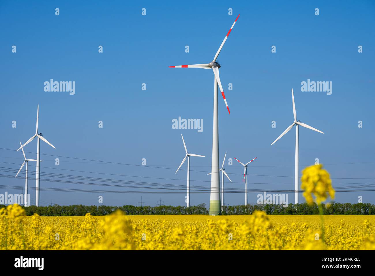 Windturbinen und Stromleitungen in einem in Deutschland beobachteten blühenden Rapsfeld Stockfoto