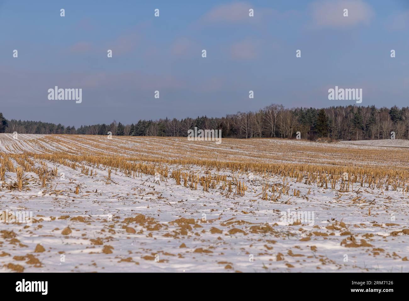 Trockene, scharfe Stoppeln aus der Maisernte, landwirtschaftliches Feld in der Wintersaison bei sonnigem Wetter Stockfoto