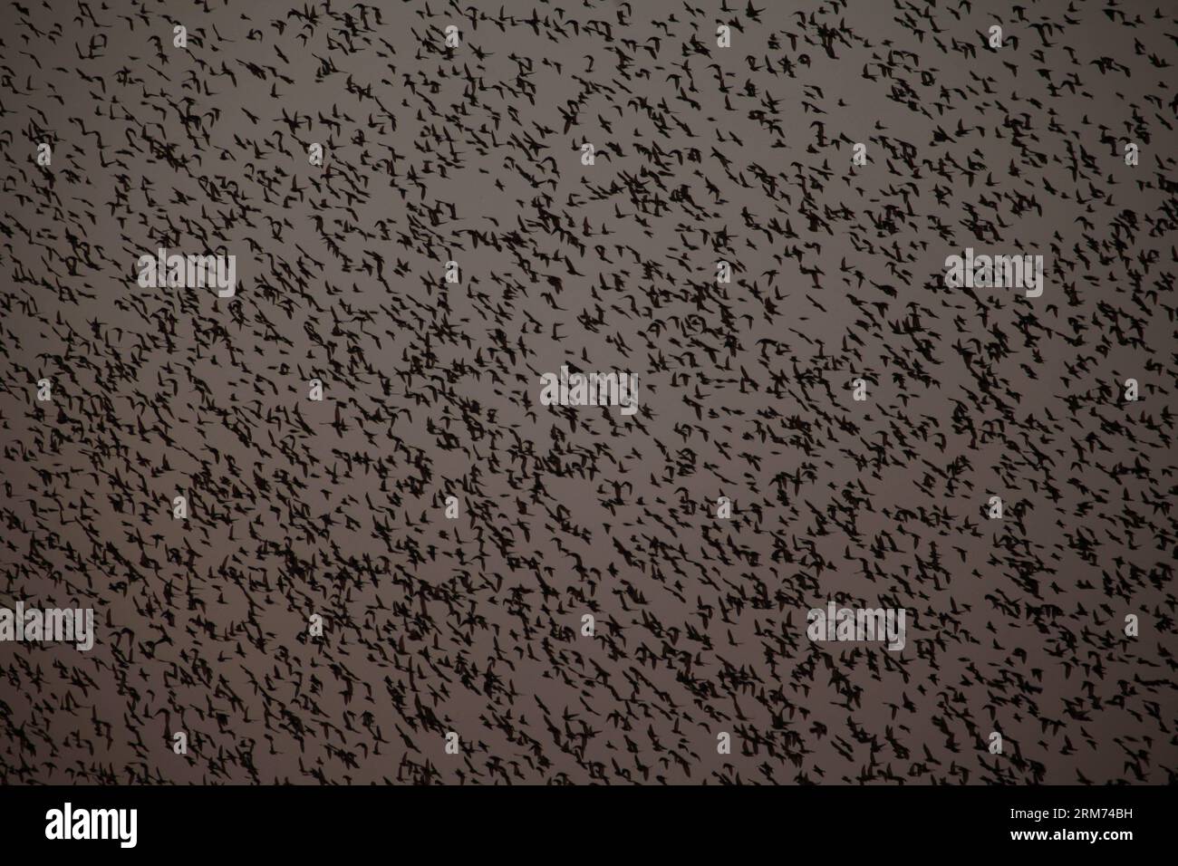 OFAKIM (ISRAEL), 11. Februar 2014 -- Ein Murmeln von Sternenfliegen in der Nähe von Ofakim im Süden Israels, am 11. Februar 2014. Im Januar und Februar versammelten sich hier hunderttausende von Sternenarten in riesigen Wolken über Feldern und Wäldern, wogend, drehend und schlängelnd. (Xinhua/Gil Cohen Magen) ISRAEL-OFAKIM-STARLINGS PUBLICATIONxNOTxINxCHN Ofakim Israel Feb 11 2014 eine Gecko-Spezies Murmurmuration von Fly in der Nähe von Ofakim Süd-Israel AM Februar 11 2014 im Januar und Februar Hunderttausende von versammelten sich in riesigen Wolken über Feldern und Wäldern hier Wheeling Wenden und Wiegen in UN Stockfoto