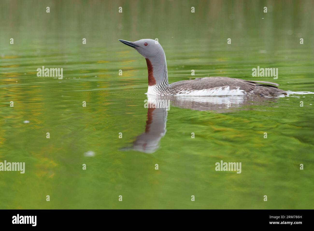 Rotkammertaucher, Rotkammertaucher, Schwimmen am Pool mit Reflexen Stockfoto