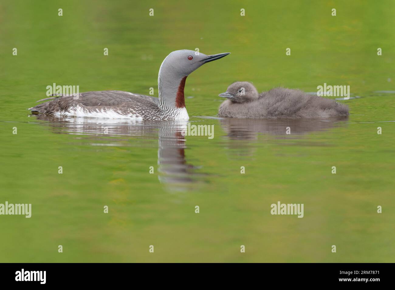 Rotkammertaucher mit Küken, Rotkammertaucher, Schwimmen am Pool mit Reflexionen Stockfoto