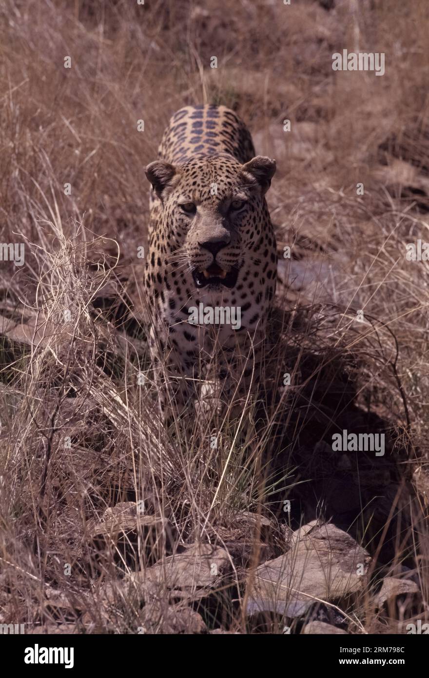 Panthera pardus pardus ist die nominierte Unterart des Leoparden, die in vielen Ländern Afrikas beheimatet ist. Stockfoto
