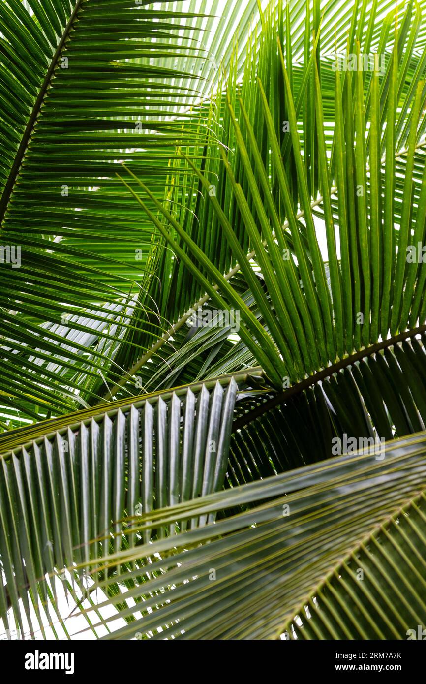 Kokospalmenfronten Costa Rica Stockfoto