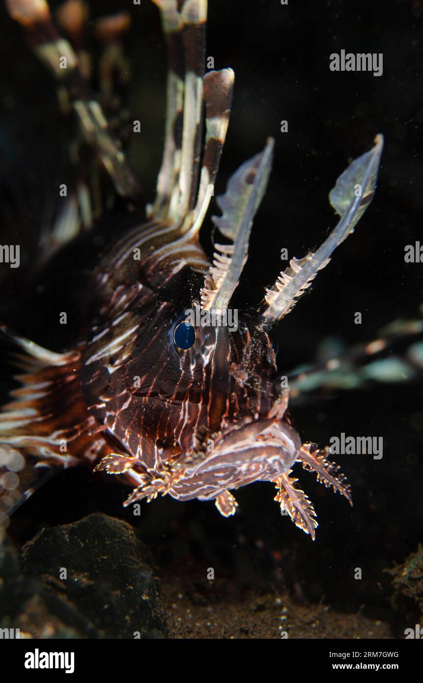 Löwenfische, Pterois volitans, Melasti Tauchplatz, Seraya, Karangasem, Bali, Indonesien Stockfoto