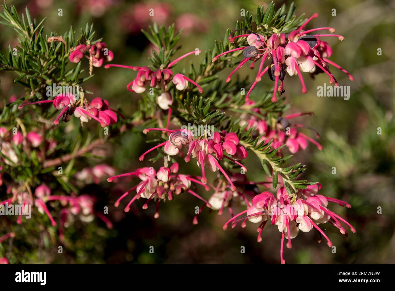 Australischer einheimischer Sträucher Grevillea Poorinda Rondeau, volle Blüte, Cluster von zarten rosafarbenen und weißen Blüten. Sonniger Garten, Winter, Queensland. Stockfoto