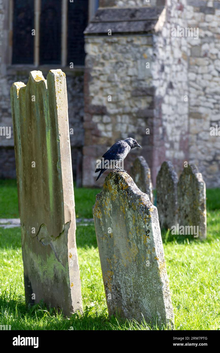 Schwarze Krähe sitzt auf einem Grabstein auf dem Kirchhof der St. Andrew's Church in Farnham, Surrey, England Stockfoto