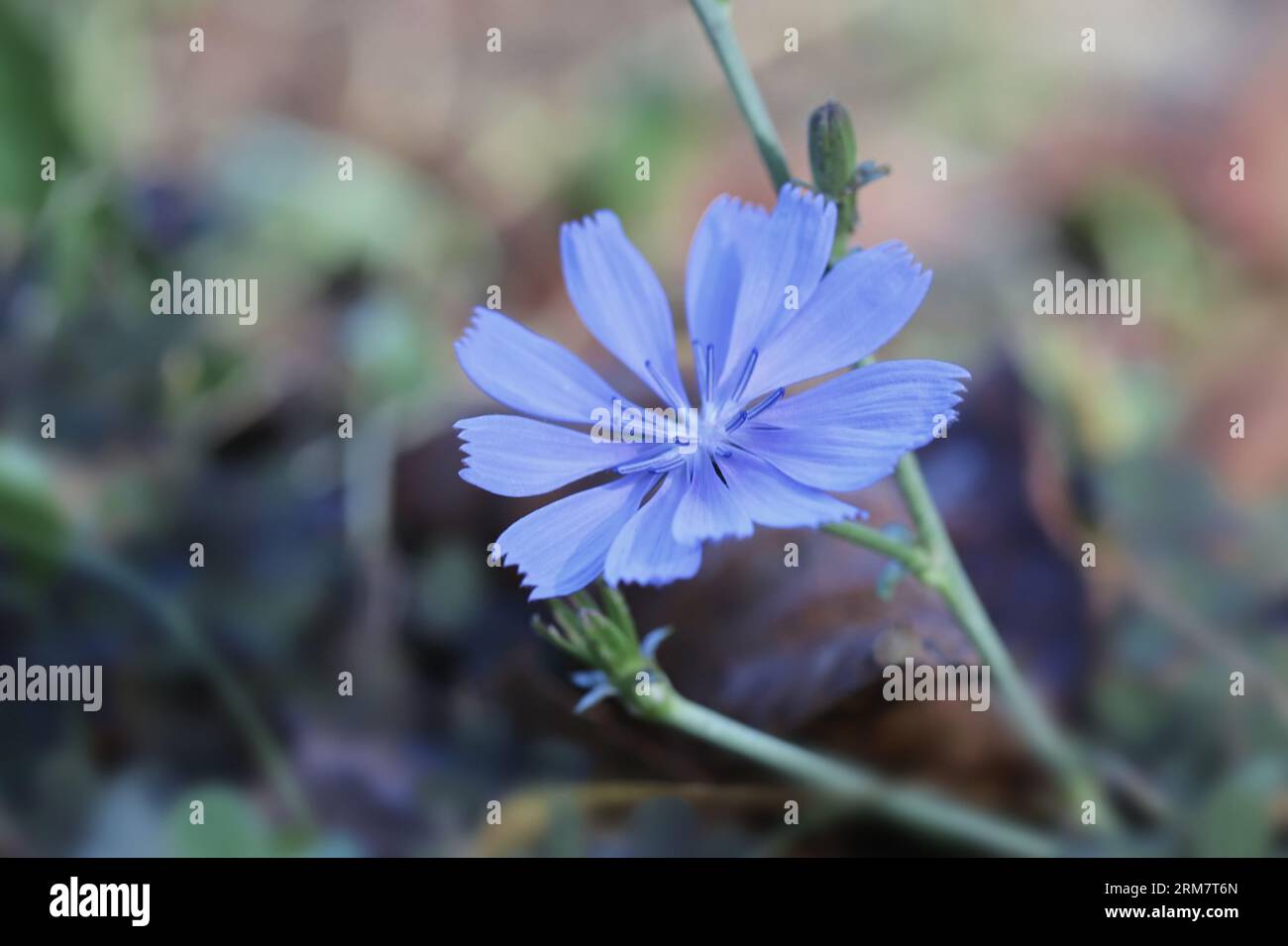 Zichorienblüte (Cichorium intybus) Stockfoto