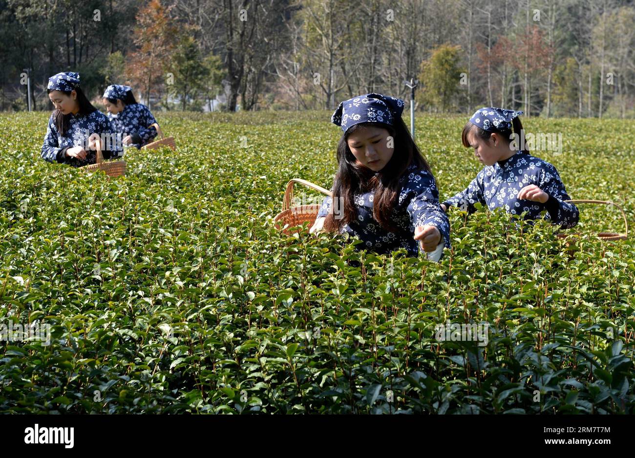 Empolyers of Jinshan Organic Tea Garden holen Teeblätter in Fuchun, Stadt Wuyuan County, ostchinesische Provinz Jiangxi ab, 15. März 2014. Mehr als 3.700 Hektar Land in Wuyuan haben eine ökologische Zertifizierung erhalten. (Xinhua/Song Zhenping) (lfj) CHINA-JIANGXI-WUYUAN-BIO-TEE (CN) PUBLICATIONxNOTxINxCHN von Jinshan Bio-TEE Garten Pick Up Teeblätter in Fuchun Stadt von Wuyuan County Ostchina S Jiangxi Provinz März 15 2014 mehr als 3 700 Hektar Land in Wuyuan haben Bio-Zertifizierung XINHUA Song Zhenping China Jiangxi WuxBLINCN Bio-Tee Stockfoto