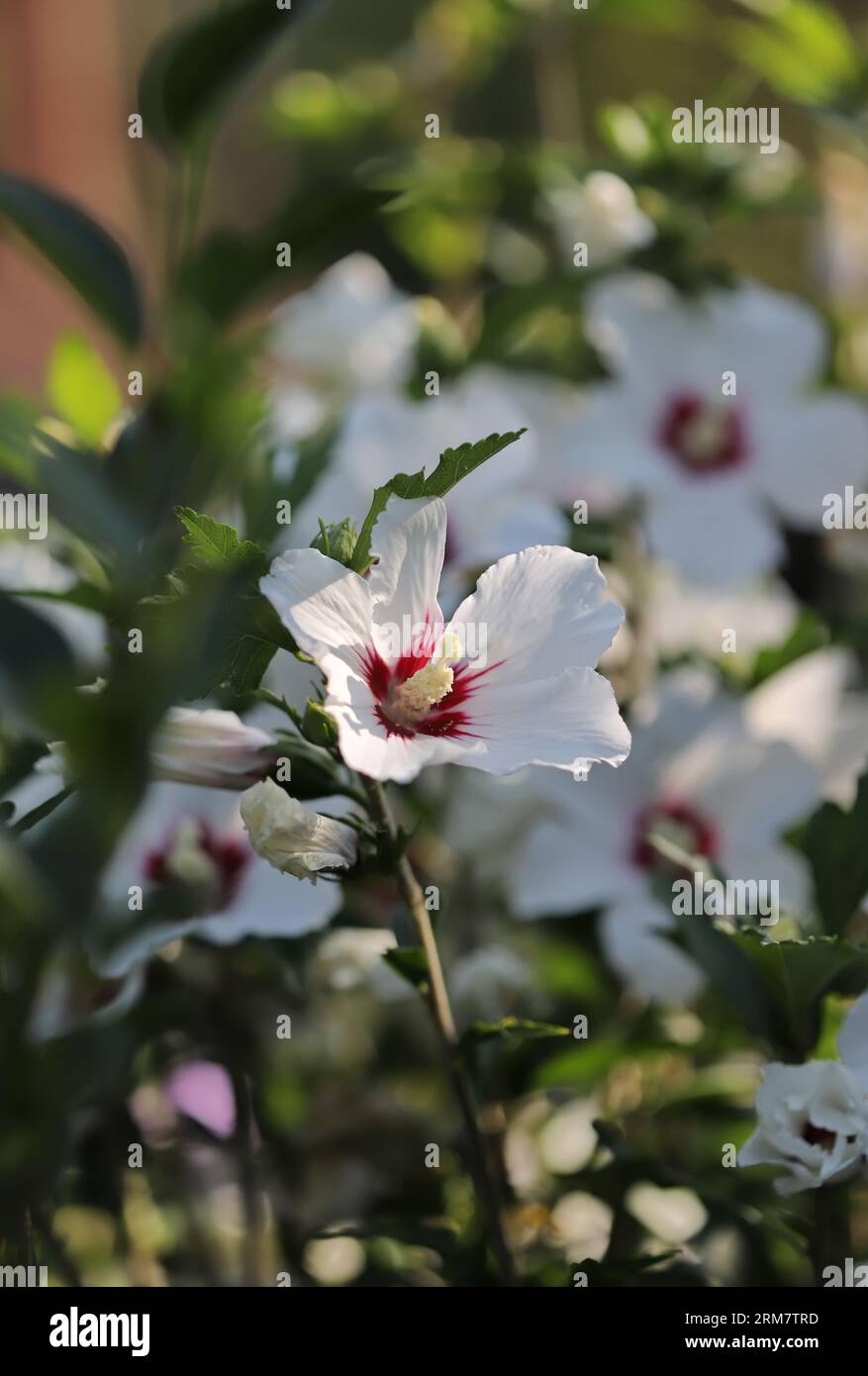 Hibiskus Blume im Garten Stockfoto