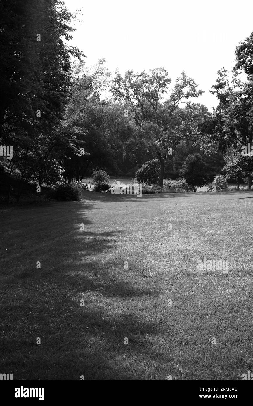 Eine typische, flache und schlichte Sommerwiese, die von Büschen und Bäumen in Schwarz-weiß-Monochrom bewachsen ist. Stockfoto