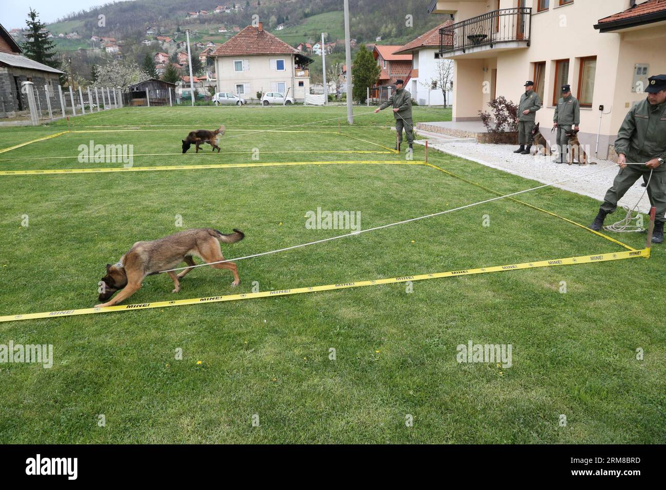 (140407) -- SARAJEVO, 7. April 2014 (Xinhua) -- Trainer und Minenräumhunde führen am 7. April 2014 Übungen in Sarajevo, Bosnien und Herzegowina durch. Das norwegische Außenministerium spendet Bosnien und Herzegowina am Montag sieben Hunde, die für die Minenräumung ausgebildet wurden. (Xinhua/Haris Memija) BOSNIEN UND HERZEGOWINA-NORWWAY-MINENRÄUMHUNDE PUBLICATIONxNOTxINxCHN Sarajevo 7. April 2014 XINHUA Trainer und Minenräumhunde führen AM 7. April 2014 Übungen in Sarajevo Bosnien und Herzegowina durch Stockfoto