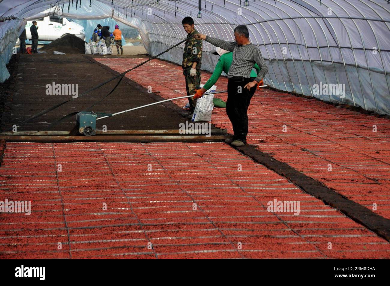 HEIHE, Menschen arbeiten auf einem Bauernhof im Heilongjiang Reclamation Area in Heihe, Nordostchina, Provinz Heilongjiang, 9. April 2014. Das Erholungsgebiet Heilongjiang mit einer Fläche von etwa 2,4 Millionen Hektar ist der größte staatseigene Bauernhof und auch die wichtigste Basis für vermarktbares Getreide in China. (Xinhua/Zhou Liangjun) (wf) CHINA-HEILONGJIANG-HEIHE-RECLAMATION (CN) PUBLICATIONxNOTxINxCHN Heihe Prominente arbeiten AUF einer Farm im Heilongjiang Reclamation Area in Heihe Nordostchina S Heilongjiang Province 9. April 2014 das Heilongjiang Reclamation Area umfasst eine Fläche von etwa 2 4 Millionen HE Stockfoto