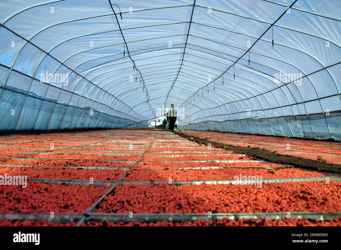 HEIHE, Menschen arbeiten auf einem Bauernhof im Heilongjiang Reclamation Area in Heihe, Nordostchina, Provinz Heilongjiang, 9. April 2014. Das Erholungsgebiet Heilongjiang mit einer Fläche von etwa 2,4 Millionen Hektar ist der größte staatseigene Bauernhof und auch die wichtigste Basis für vermarktbares Getreide in China. (Xinhua/Zhou Liangjun) (wf) CHINA-HEILONGJIANG-HEIHE-RECLAMATION (CN) PUBLICATIONxNOTxINxCHN Heihe Prominente arbeiten AUF einer Farm im Heilongjiang Reclamation Area in Heihe Nordostchina S Heilongjiang Province 9. April 2014 das Heilongjiang Reclamation Area umfasst eine Fläche von etwa 2 4 Millionen HE Stockfoto