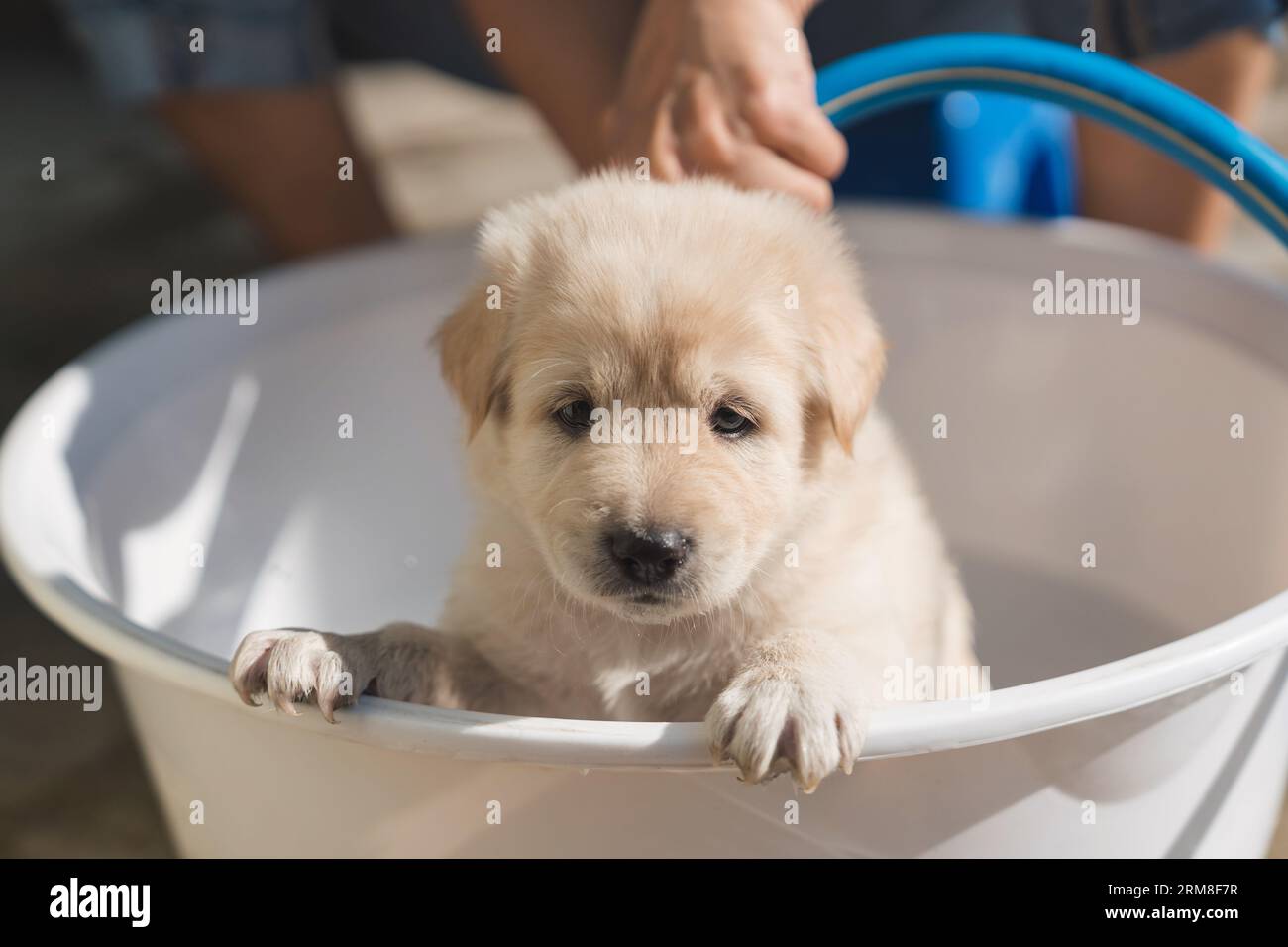 Hand beim Baden, Duschen, Shampoo und Wasser, ein süßes braunes Hündchen im Waschbecken Stockfoto