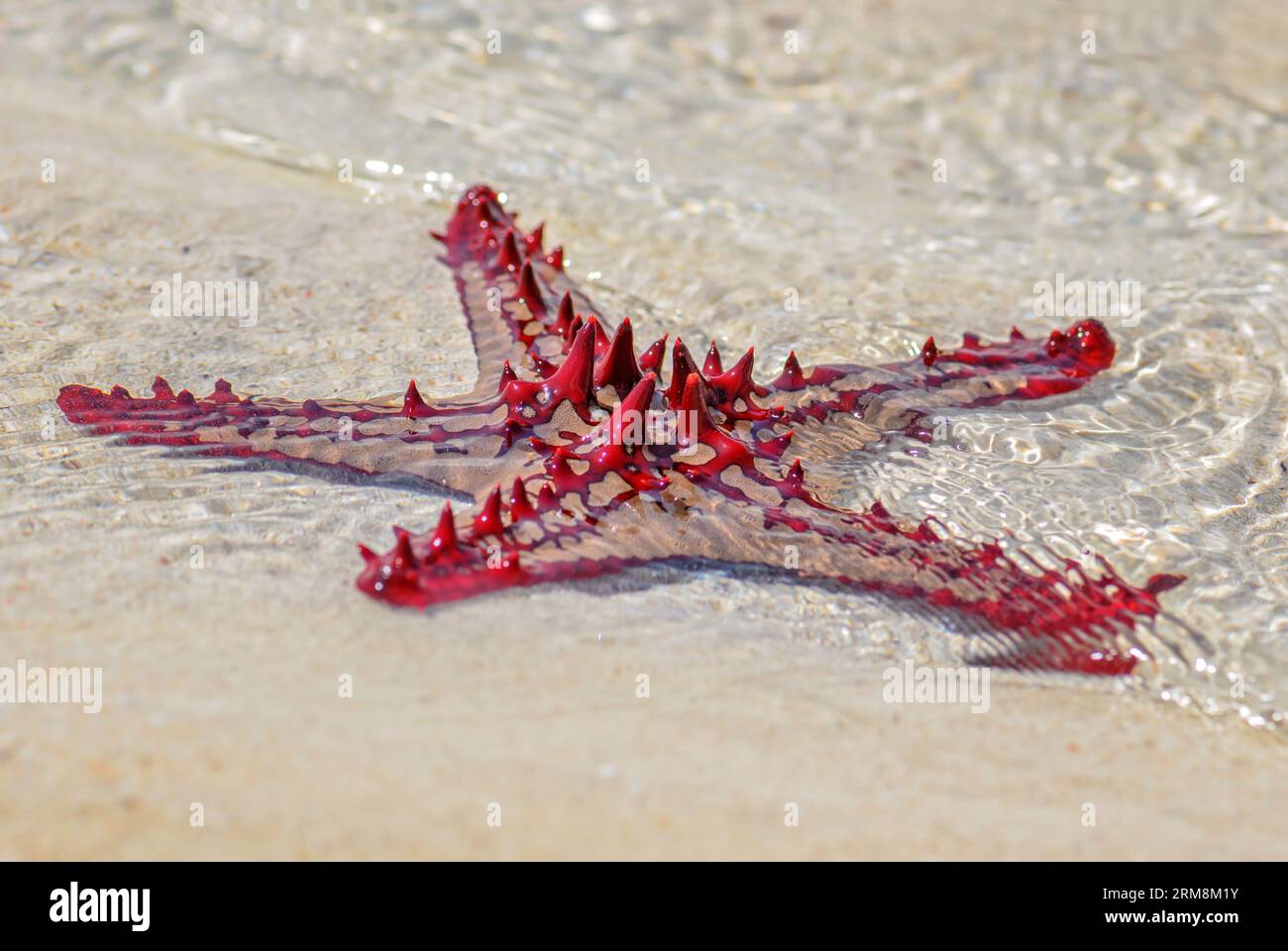 Red Button Sea Star - Protoreaster lincki, wunderschöne große farbige Seesterne von indischen ozischen Küsten und Riffen, Sansibar. Stockfoto