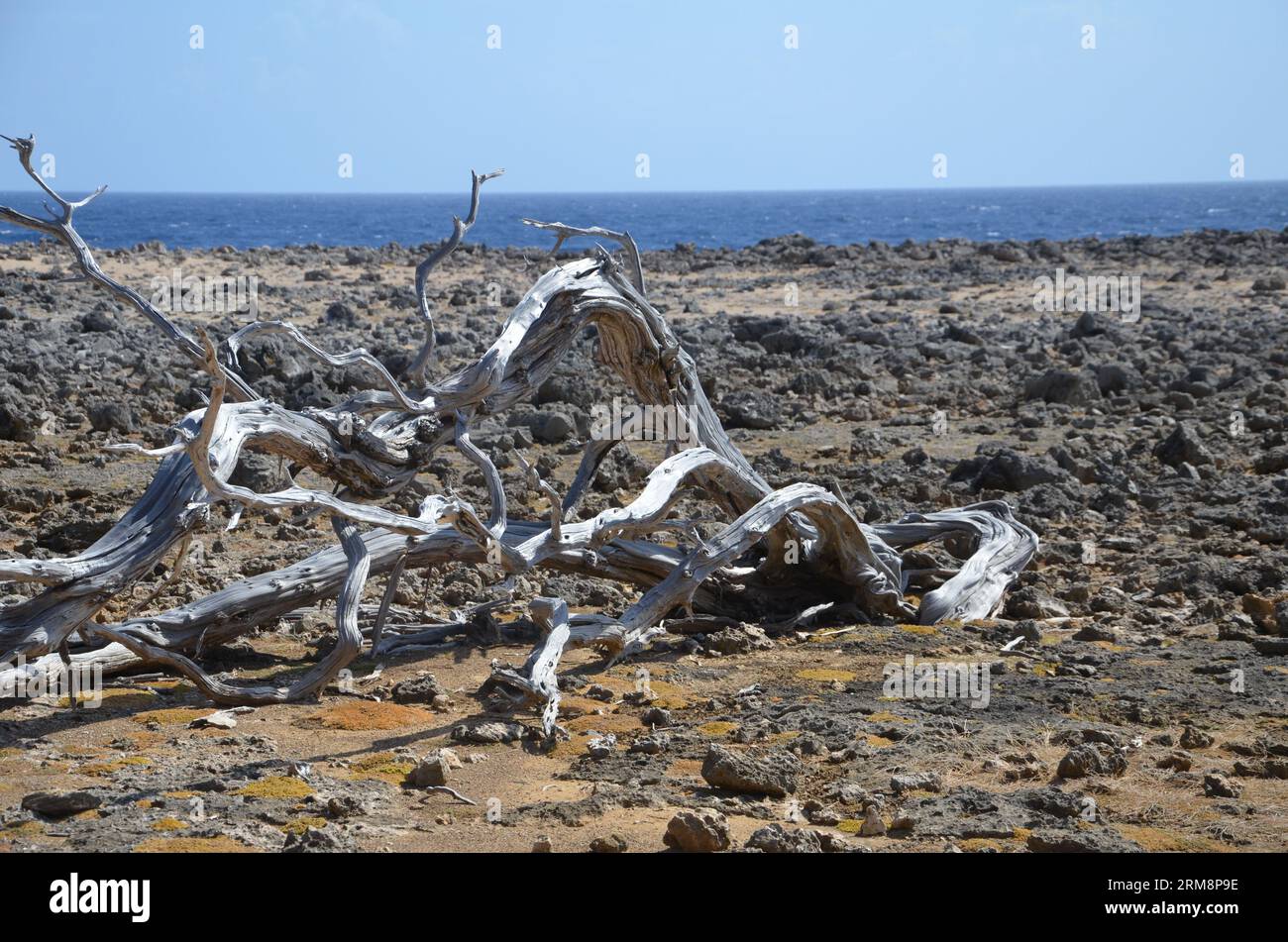 Toter Baum auf felsigem Boden mit karibischem Meer im Hintergrund im „Washington Slagbaai National Park“ Bonaire Stockfoto