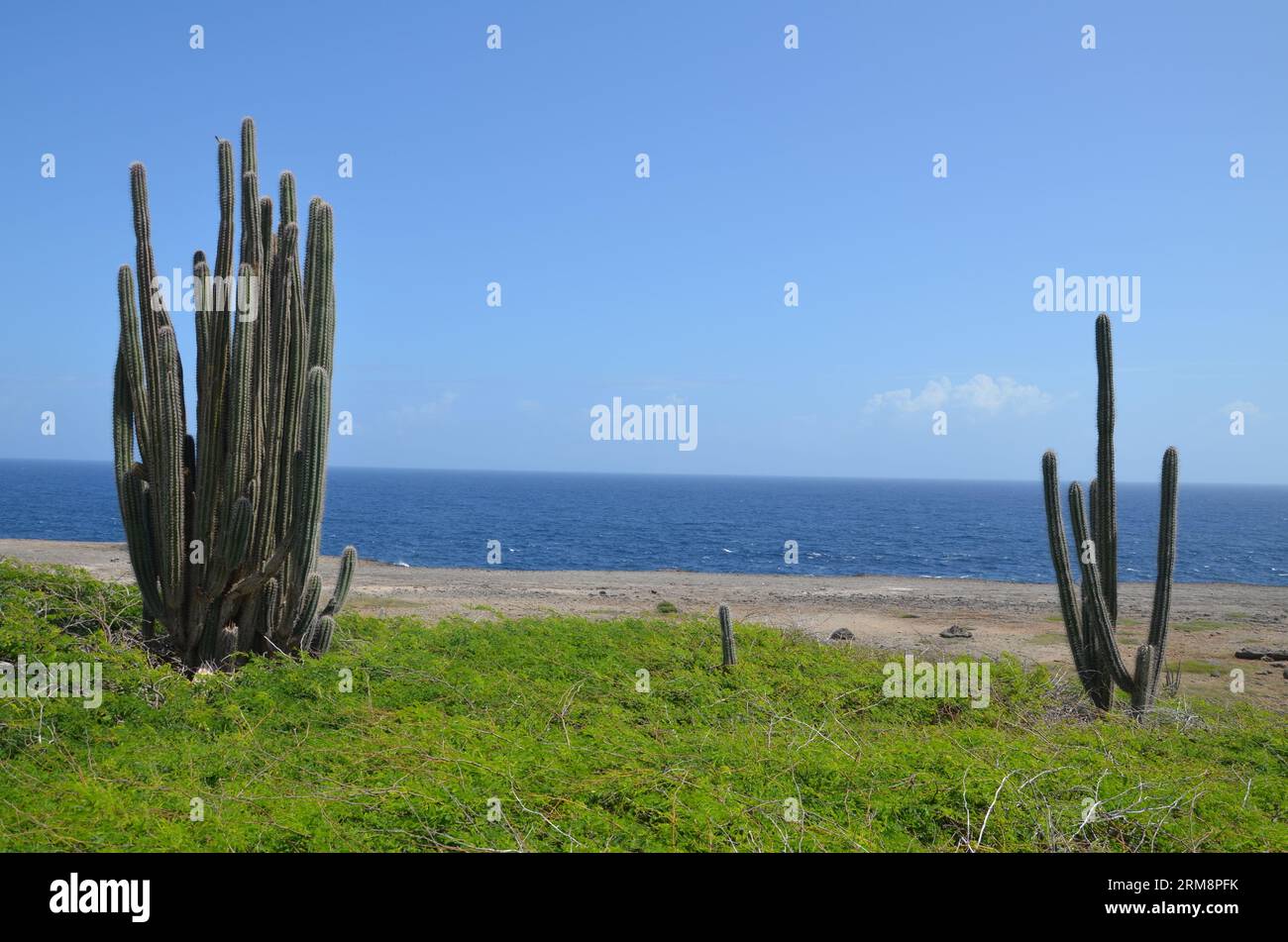 Hohe Kaktusbäume mit Strand und karibischem Meer im Hintergrund auf Bonaire Island Stockfoto