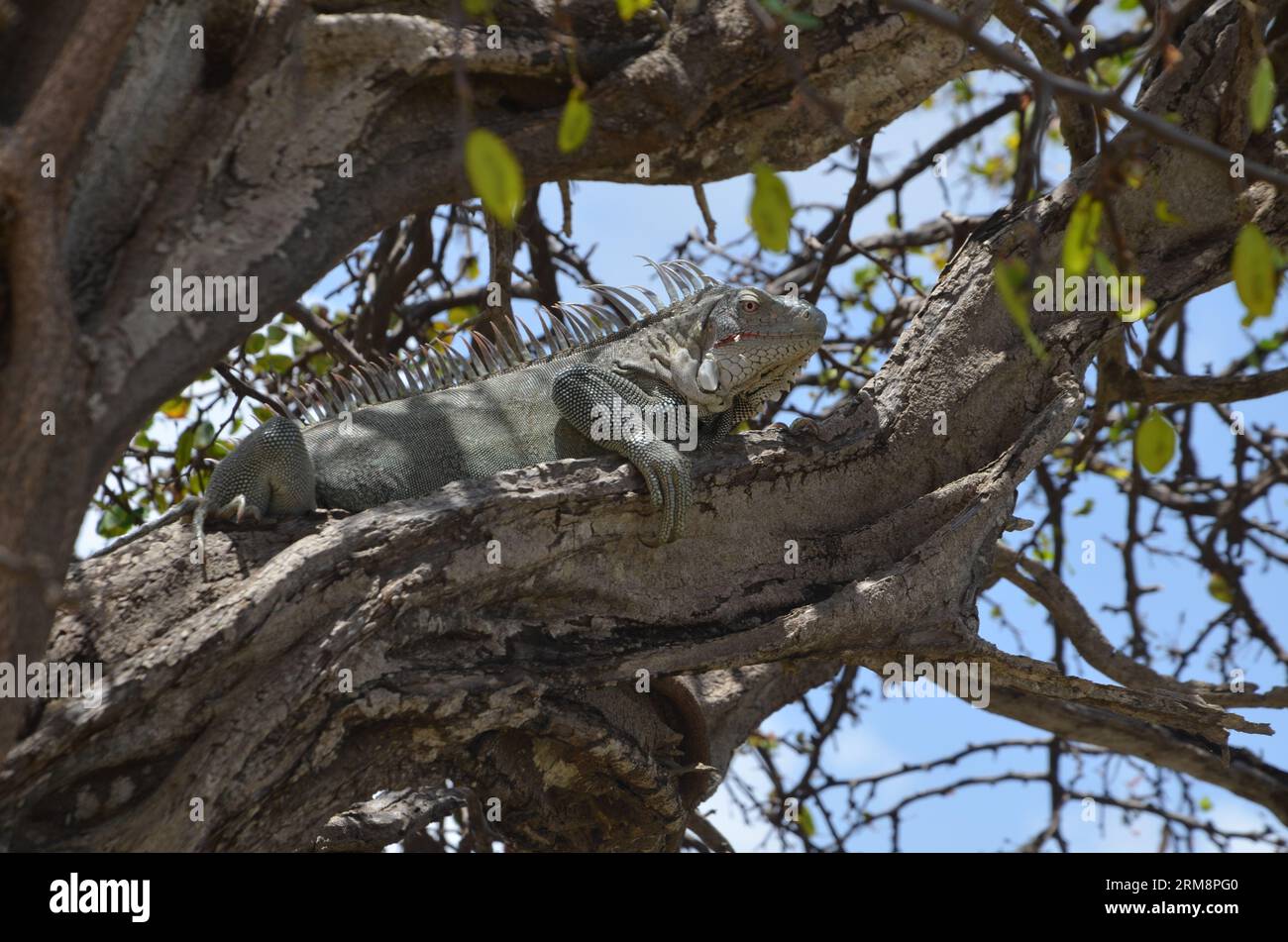 Nahaufnahme eines Leguanas in einem Baum auf der Insel Bonaire Stockfoto