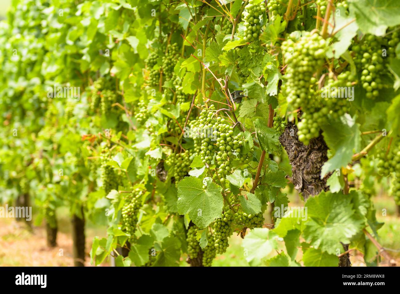 Nahaufnahme der Weinberge, Weinanbau im Sommer auf dem Weinbaubetrieb. Rebstöcke auf grünen Weinplantagen. Konzept von Weinbau, Weingut, Weinherstellung, Orgel Stockfoto