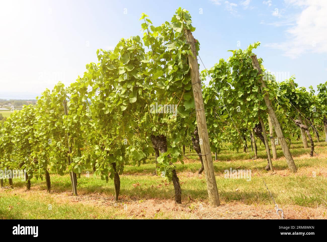 Weinberge Reihen auf dem Traubenfeld an sonnigen Tagen, Weinbauernhof im Tal. Grüne Weinplantage im Sommer. Konzept von Weinbau, Weinkellerei, Weinherstellung und Touris Stockfoto