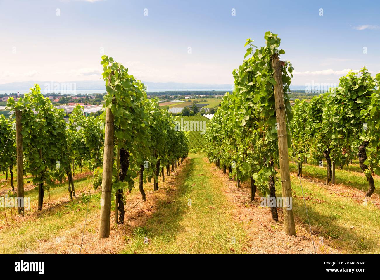 Weinbaureihen mit Blick auf das Weinfeld, Weinbauernhof im Tal. Grüne Weinanpflanzung im Sommer. Konzept von Weinbau, Weingut, Weinbau und Tourismus. P Stockfoto