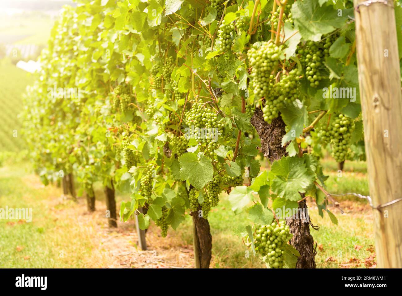 Weinberg im Sonnenlicht, Weinbau im Weinbaubetrieb an sonnigen Tagen im Sommer. Rebstöcke auf grünen Weinplantagen. Konzept des Weinbaus, Weinkellerei, W Stockfoto